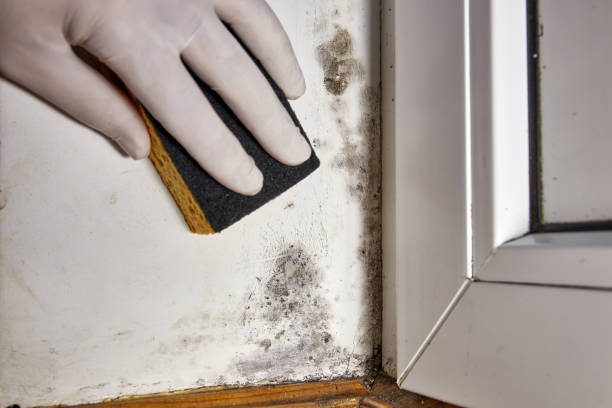Reliable Capitol View, SC Mold Removal Solutions